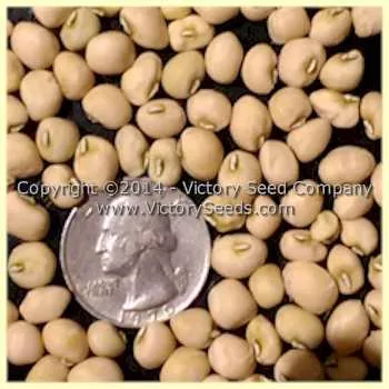 Zipper Cream Southern Pea