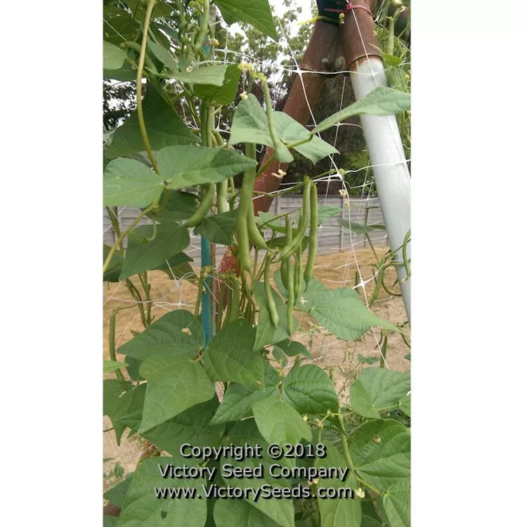 George's Fowler Pole Green Garden Bean