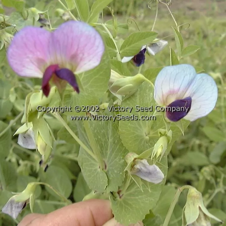 Dwarf Gray Sugar Pod Snap Pea