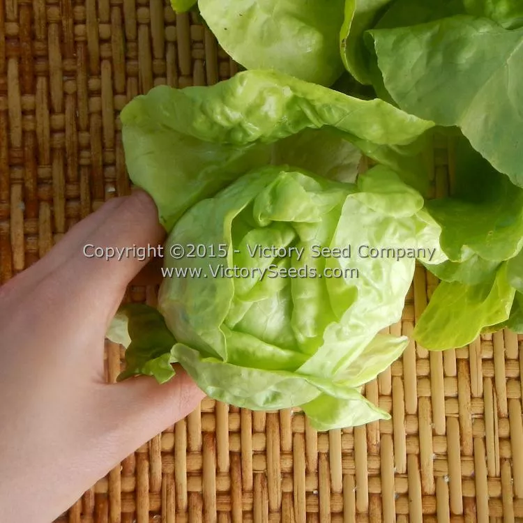 Wayahead Butterhead Lettuce