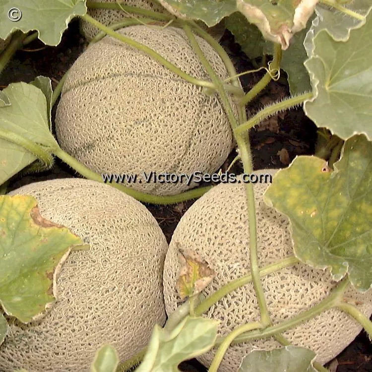 Top Mark (Topmark) Melon