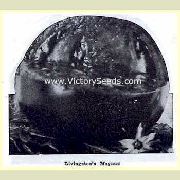 Livingston's Magnus Tomato