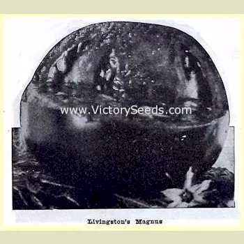 Livingston's Magnus Tomato