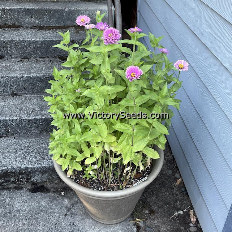 Zinnia, Luminosa