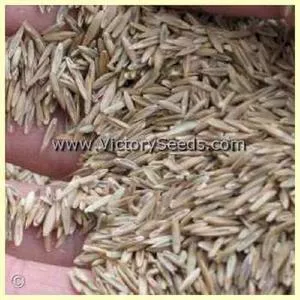 Ryegrass, Annual