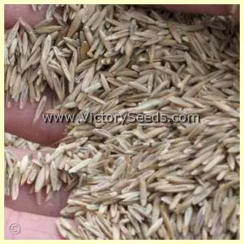 Ryegrass, Annual