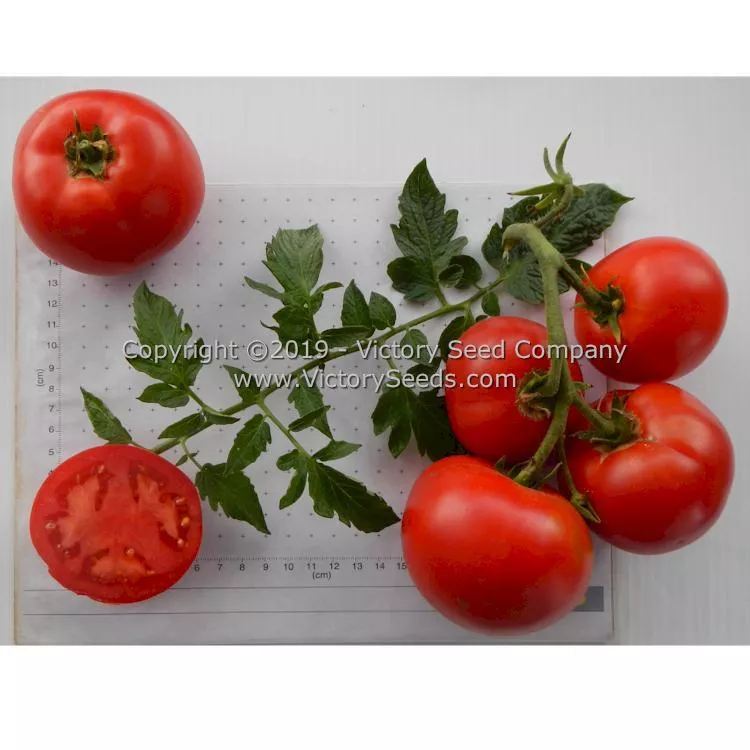 Atkinson Tomato