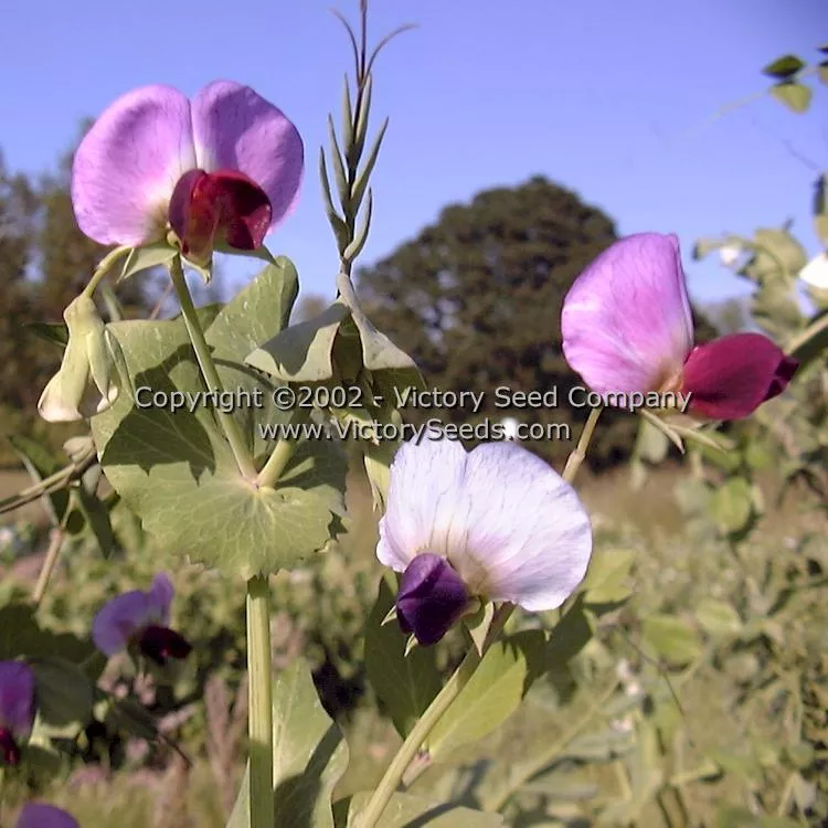 Dwarf Gray Sugar Pod Snap Pea