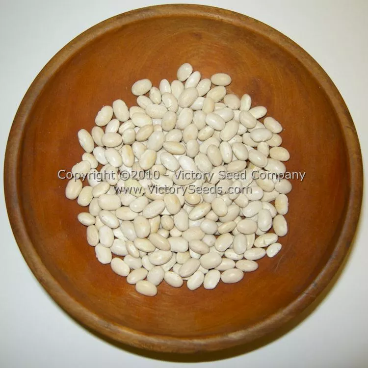 Promise (or 1898) Half Runner Bush Green Bean