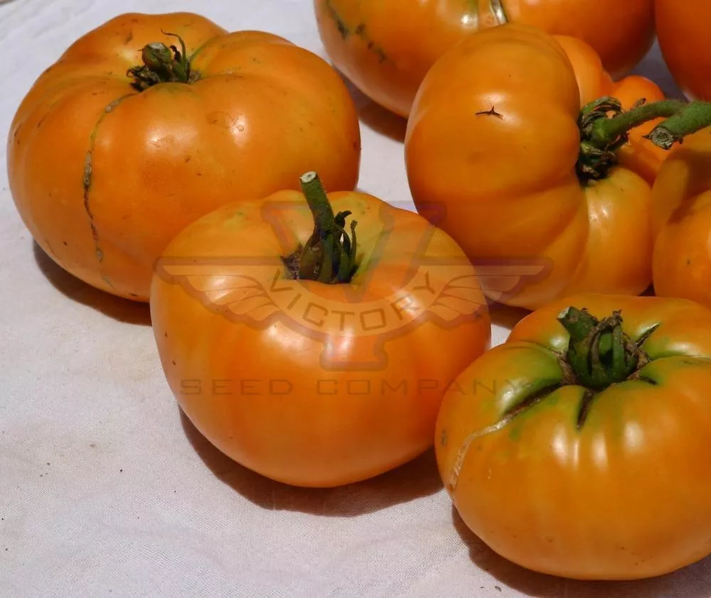 Kellogg's Breakfast Tomato