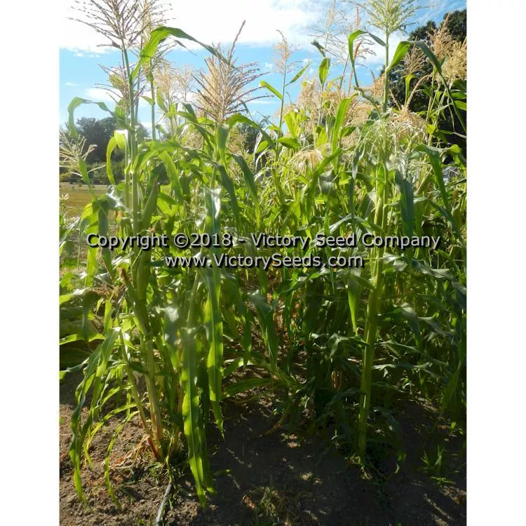 Six Shooter Sweet Corn