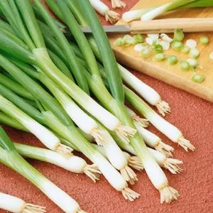 Warrior Bunching Onion