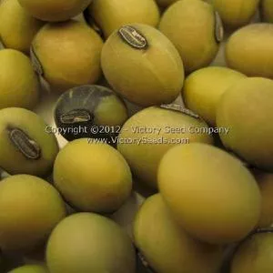 Yi Tong Lu Da Dou Soybean