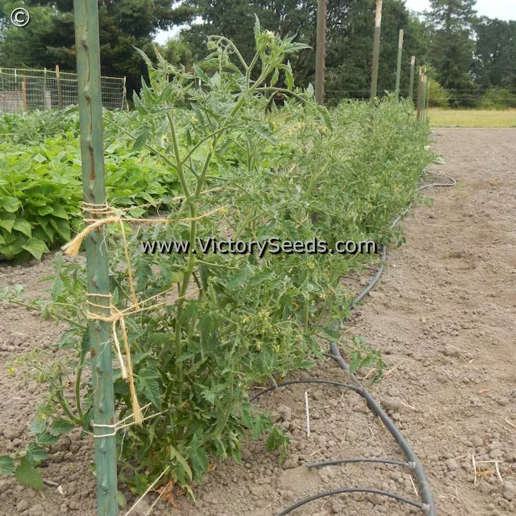 Dwarf Sonrojo Monster Tomato