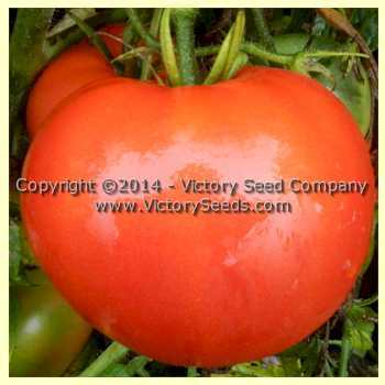 Greater Baltimore Tomato