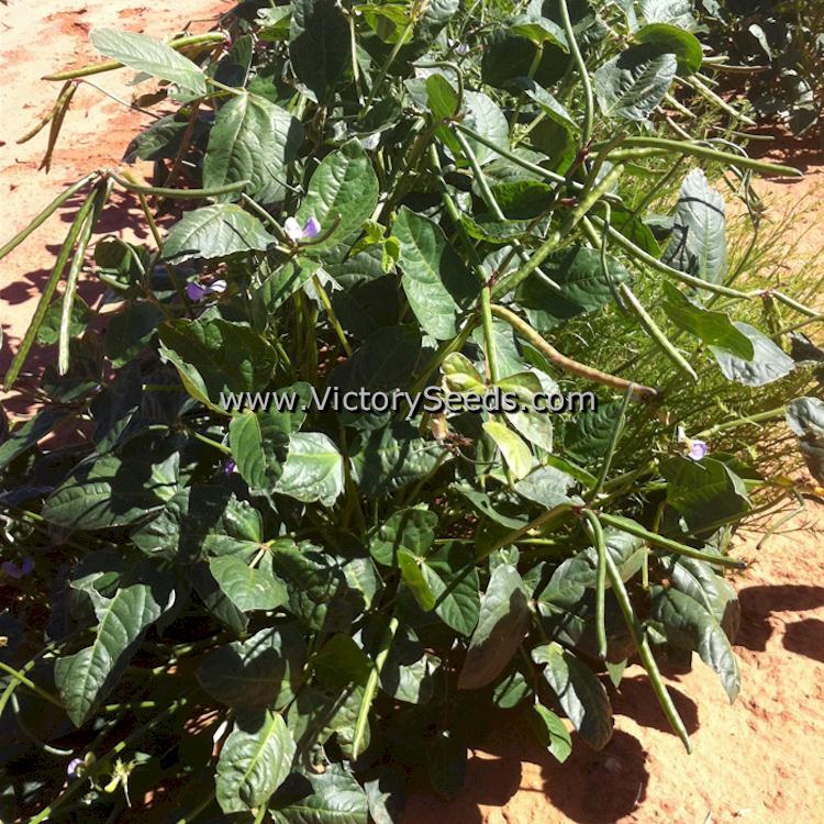 Chinese Red Southern Pea
