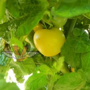 Dwarf Howard's Railroad Tomato