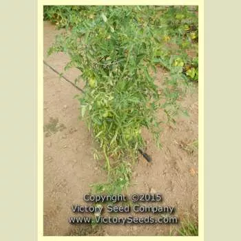 Aunt Sophie's Tomato