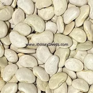 King of the Garden Pole Lima Bean