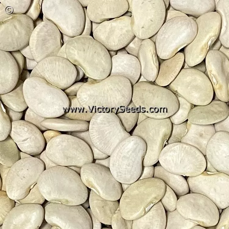 King of the Garden Pole Lima Bean