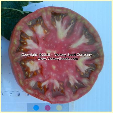 Dwarf Black Angus Tomato