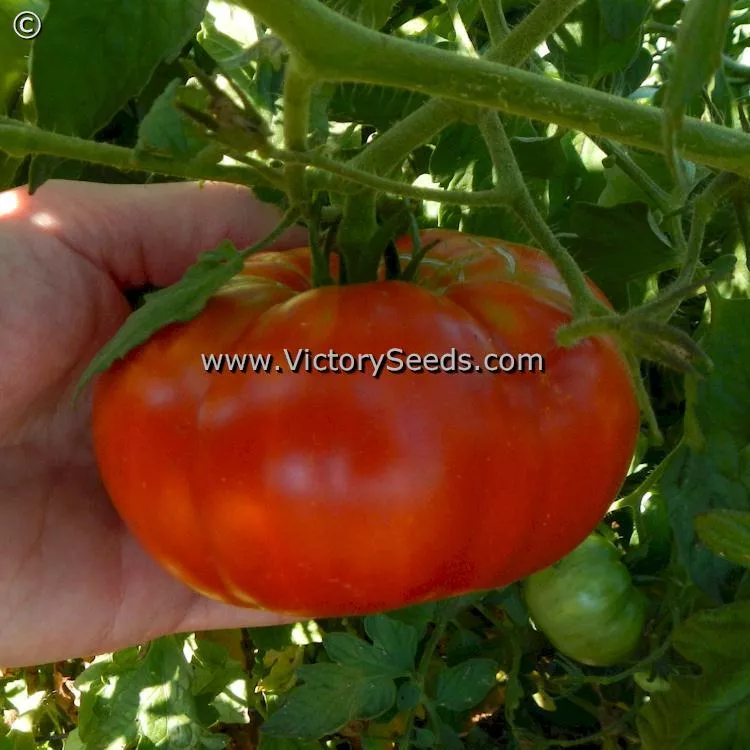 Andrew Rahart's Jumbo Red Tomato