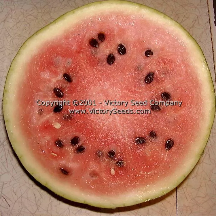 Moon and Stars Watermelon