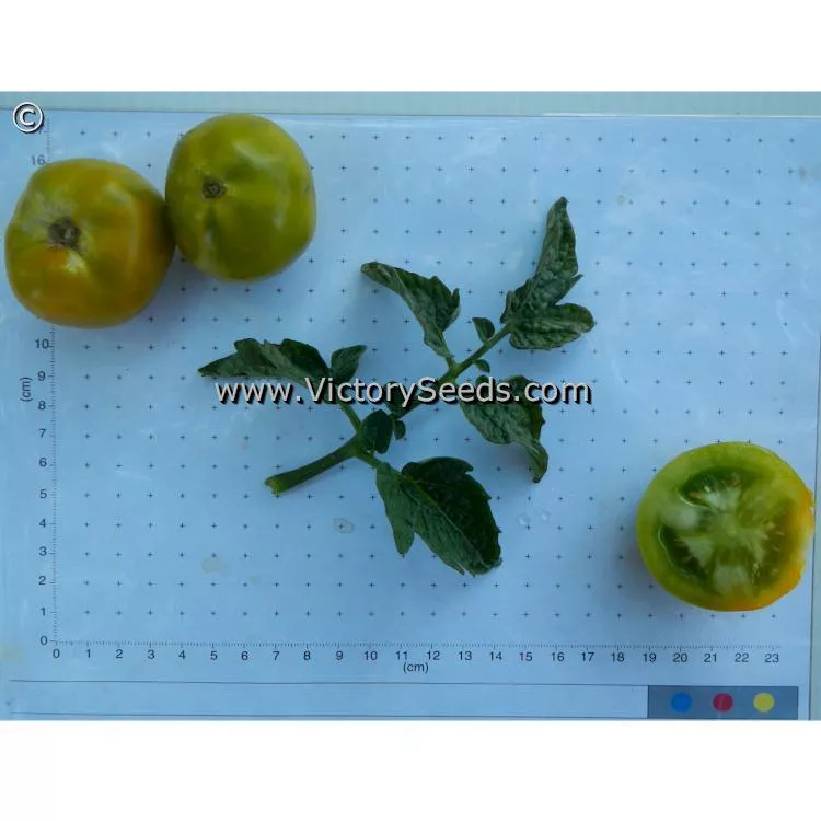 Lime Green Salad Tomato