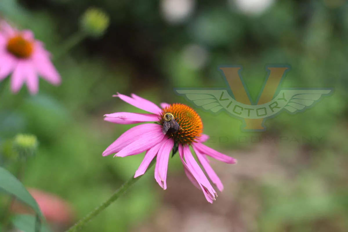 Echinacea - Purple Coneflower
