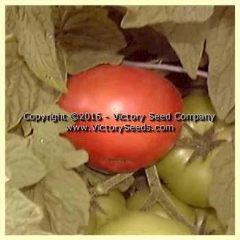 Dwarf Champion Tomato