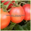 Dwarf Bendigo Blush Tomato