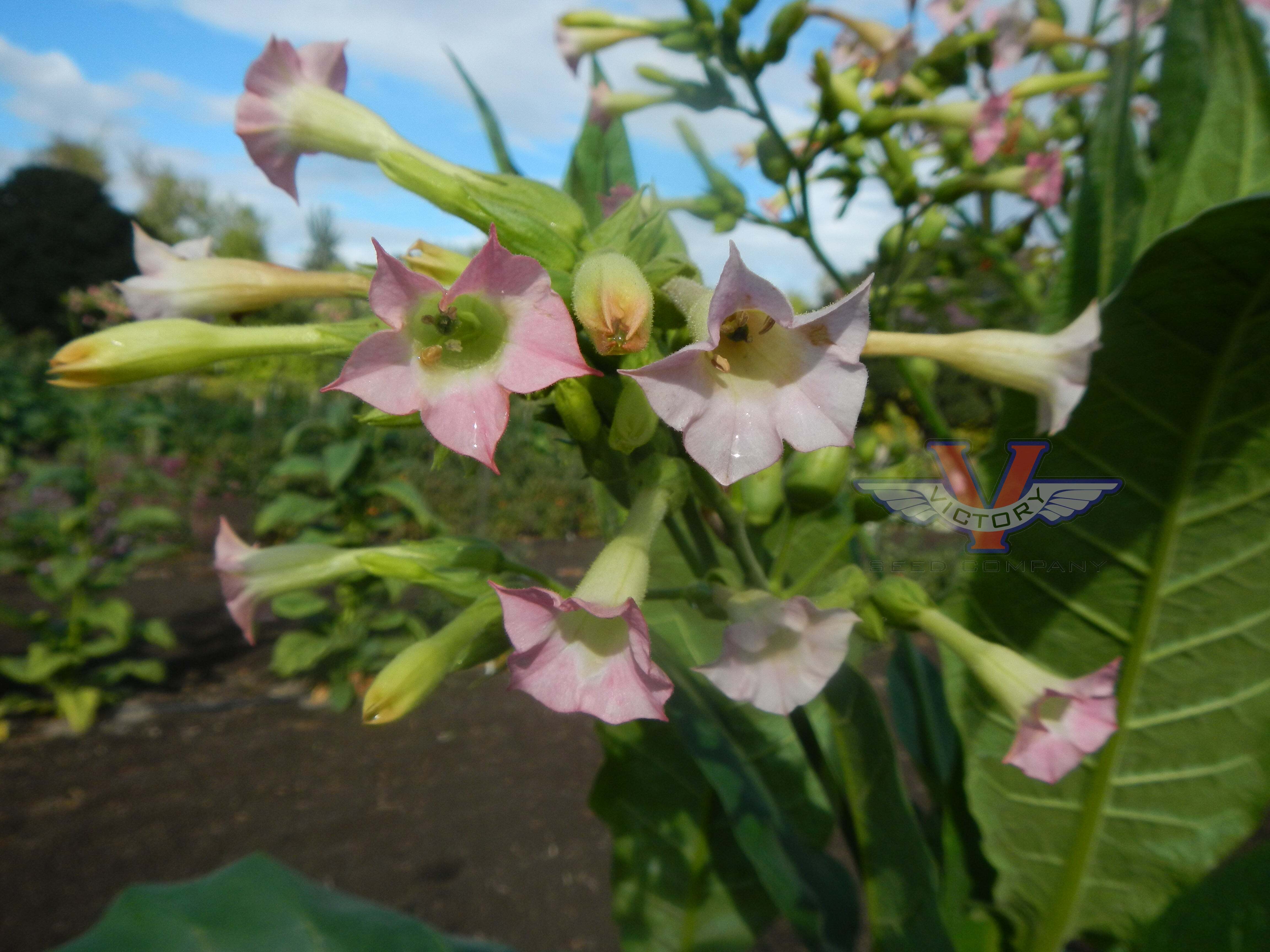 Ahus Tobacco