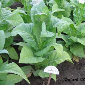 Oxford 207 Tobacco