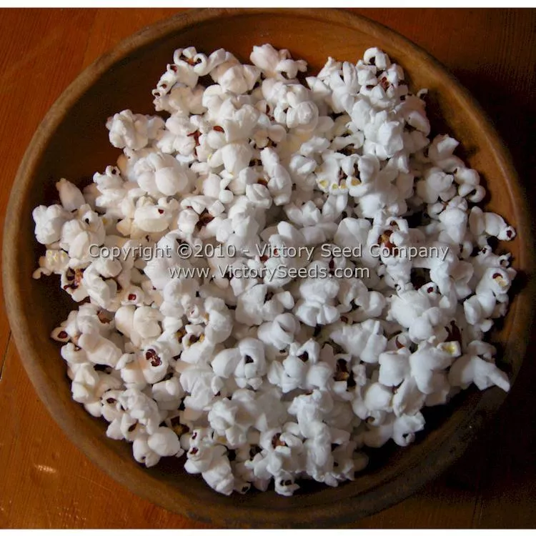 Red Strawberry Popcorn