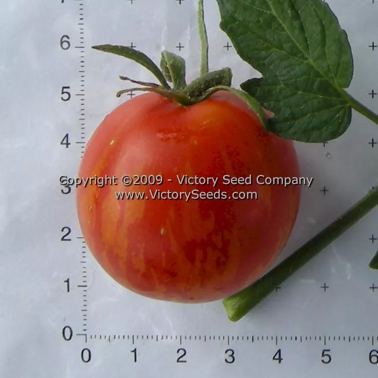 Tiger Tom Tomato