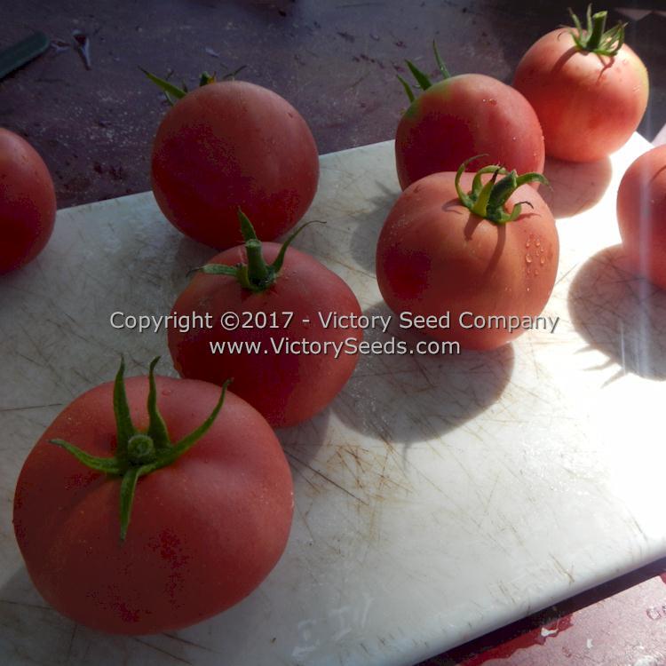 Sutton's Peach Blow Tomato