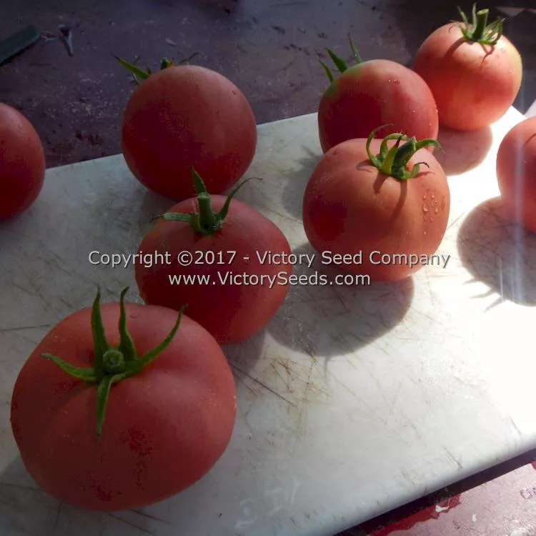 Sutton's Peach Blow Tomato