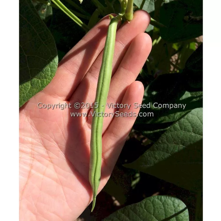 Provider Garden Bean