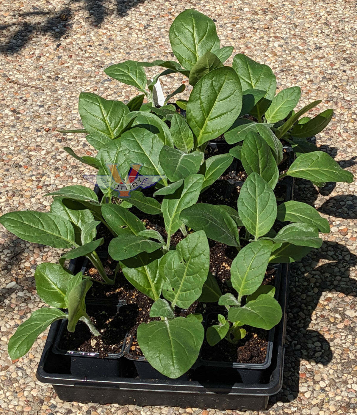 Punche Tobacco