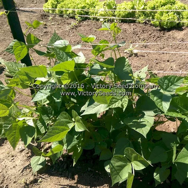 Spartan Snap Half Runner Bean