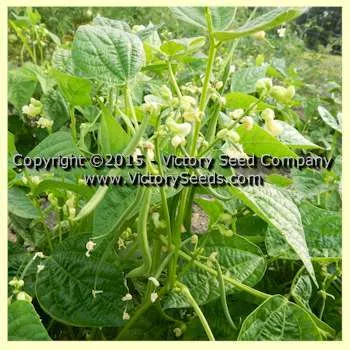Alicante Bush Green Garden Bean