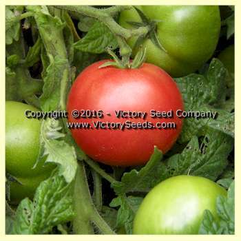 Dwarf Champion #15 Tomato