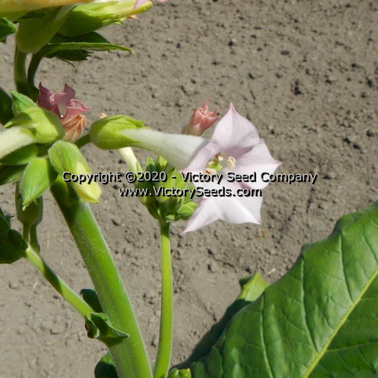 Judy's Pride Tobacco