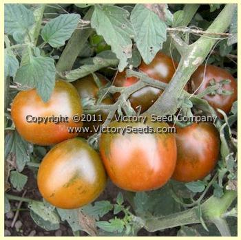Fioletovyi Kruglyi Tomato