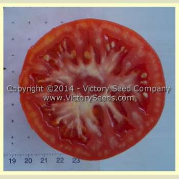 Livingston's Paragon Tomato