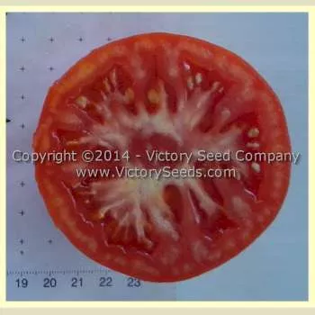Livingston's Paragon Tomato