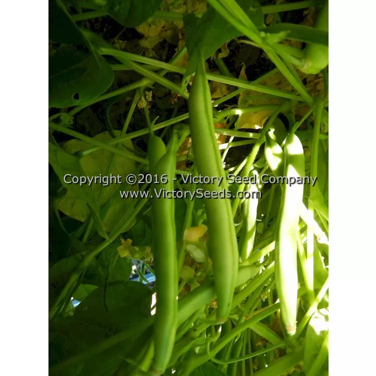 Promise (or 1898) Half Runner Bush Green Bean