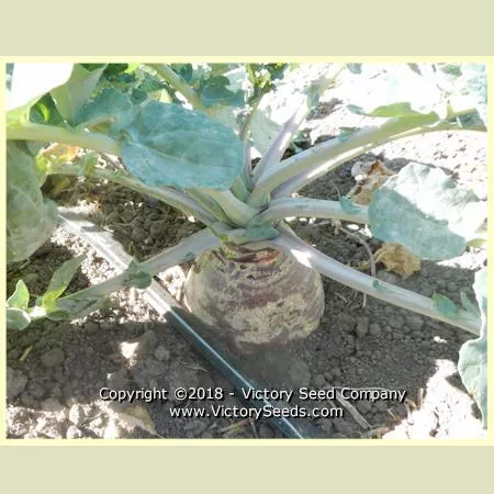 Laurentian Rutabaga (Swede)