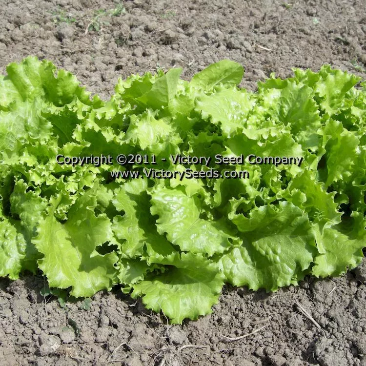 Hanson Improved Head Lettuce