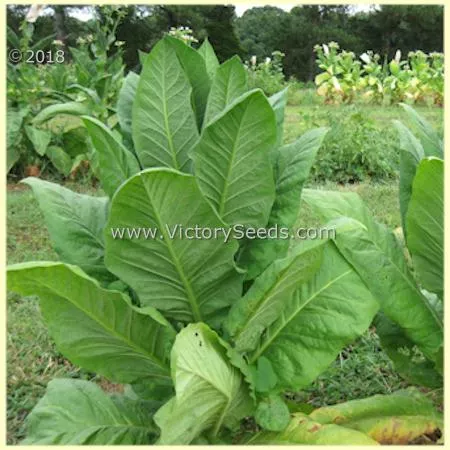 Maryland Mammoth Tobacco